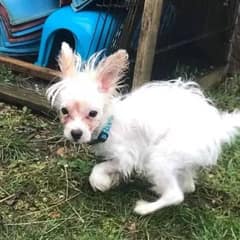 Tiny Puppy With Twisted Legs Finds a Family Who Loves Her Just the Way She Is