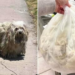 Lost Dog Saved From Heatwave Reunites With Family After Painful Mats Are Removed