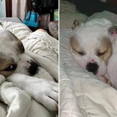 The Dog Who Slept Alone For Months Is Now Sleeping Beside His Forever Family