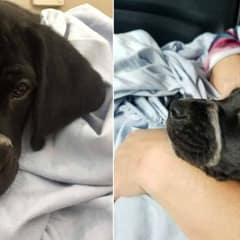 A Puppy Found With His Mouth Tied Shut Finds Love And A New Life