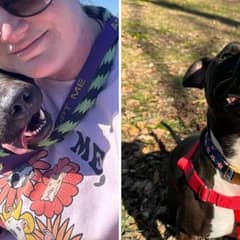 Cider The Pittie Still Dreams Of A Home After 886 Days In The Shelter