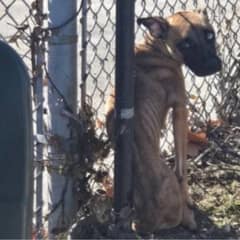 From Abandoned to Adored: Starving Dog Found Tied to Fence Learns to Love Again