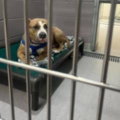 Biggie the Gentle Giant Finally Finds His Forever Home After Months of Waiting