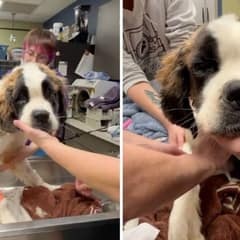Rescued St. Bernard Finally Discovers His Forever Home