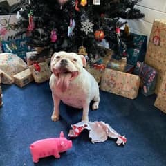 The Naughty But Adorable Dog Who Found Her Hidden Christmas Present