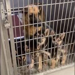 Heartbroken Mama Dog Faced Lonely Days Before Rescue Arrived