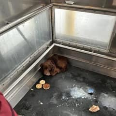 Terrified Dog Found in Elevator Gets the Sweet Ending He Deserved