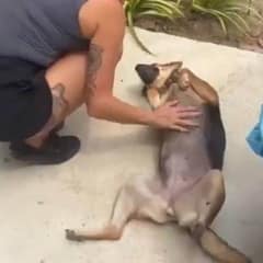 Rescuer Saves Terrified Stray Dog And Helps Her Believe In Love Again