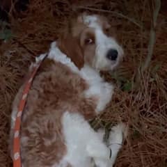 The Dog Who Slept On Pine Needles And Waited For Love