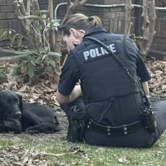Rescuers Save Limping Dog Who Finally Finds Peace