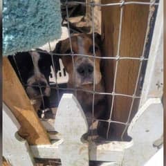 Rescuer Steps In To Save Six Neglected Dogs From a Forgotten Property