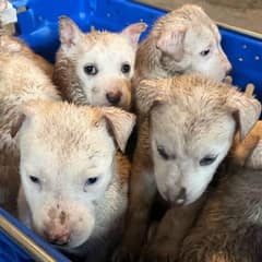 From a Cold Crate to Warm Arms: The Rescue of Seven Abandoned Puppies