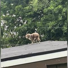Lost Puppy Climbs Onto Rooftop Hoping Someone Will See Him