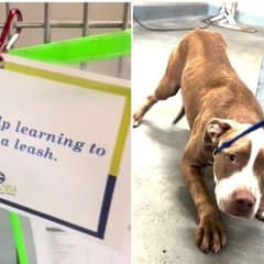 Sweet Stray Dog Learns To Walk On A Leash After Finding Safety At Shelter