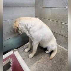 Shaking and Alone, Goldie Faced the Wall as Her Final Hours Drew Closer