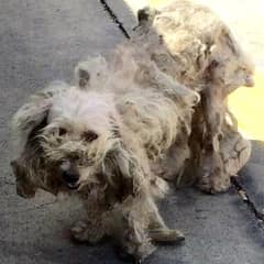 Stray Dog Found at Texas Gas Station Finds a New Life