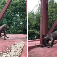Engineers Stop a Train to Save a Trembling Puppy’s Life