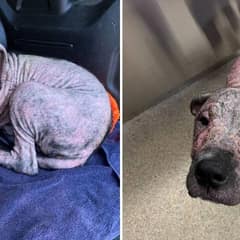 The Hairless Stray Dog Who Found Healing in a Pair of Pajamas