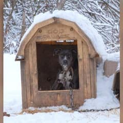 The Valentine’s Day Rescue That Saved Galentine and Her Puppies