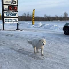Stray Dog Who Lived at a Gas Station Finally Finds the Rescue She Was Waiting For
