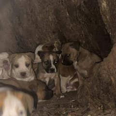 A Mother Dog Hid Her Puppies Inside a Tree Until Rescue Brought Them Home
