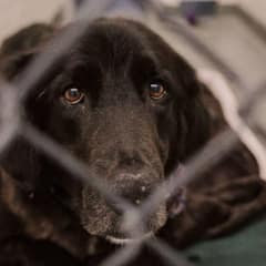 Owner Gives Up Loyal Senior Dogs for Being Too Loud and “Stinky”