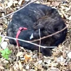Found Under Autumn Leaves, Brutus the Dog Learns What Love Feels Like