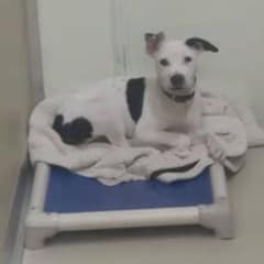 From Kennel Quiet to Forever Home: The Emotional Journey of Gigi