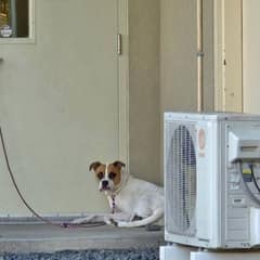 Abandoned Dog Waits All Night Outside Shelter Door