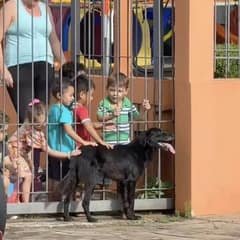 A Sweet Dog’s Daily Visit Teaches Kids About Compassion