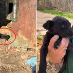 Shaking Puppy Found By Dumpster Learns To Trust Again