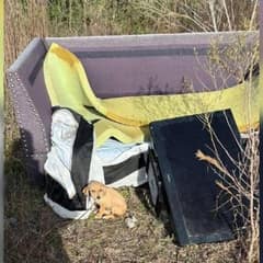 Tiny Puppy Lost Among the Trash Found a Heart That Cared