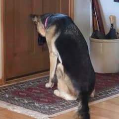 Dog Waits All Night By The Door For The Man She Loves To Come Home
