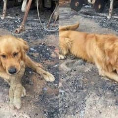 After Losing Everything, One Loyal Dog Finds the Only Thing That Mattered