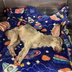 Senior Dog Snoots Finds Love After Near-Death Rescue