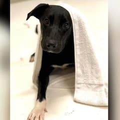 The Nervous Puppy Who Found Her Courage and a Forever Home