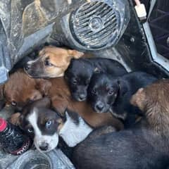 Kentucky Couple Finds Seven Lost Puppies During a Weekend ATV Ride