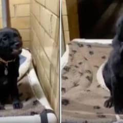 The Shelter Puppy Who Smiled His Way Into Everyone’s Heart