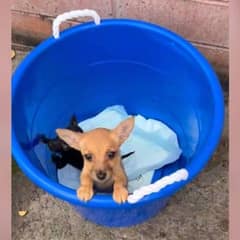 Volunteer Finds Two Helpless Puppies Abandoned Outside the Shelter
