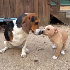 Ruhn The Three-Legged Dog Who Found A Best Friend Just Like Him