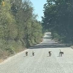 Texas Woman On Country Drive Discovers Four Starving Puppies Begging For Help