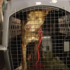 Blind Dog Found Lost On Maui Learns To Trust Again After Rescue
