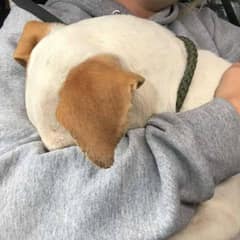 Rescuers Find Soaked Puppy Hiding Under Mattress And Give Him A New Life