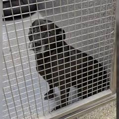 Shelter Dog Waits More Than 1,000 Days for the Family She Deserves