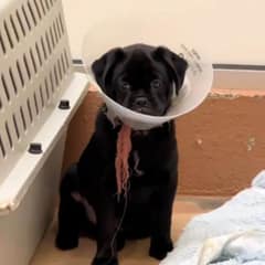 The Last Puppy Left Behind At Shelter Still Hopes Someone Will Notice Him