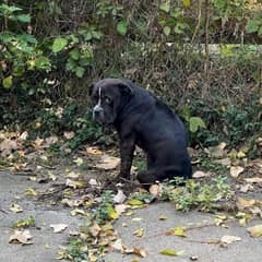 The Frightened Pup Who Learned That Love Can Heal Anything