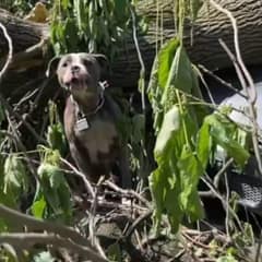 Tornado Survivor Dog Found Chained Beneath Fallen Trees Finds a Forever Home