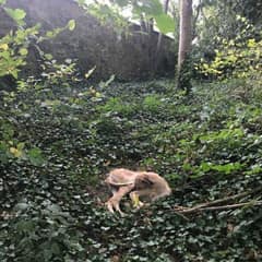 Heartbroken Dog Found Alone in Woods Finds Hope Again