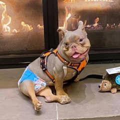 Heartbroken Shelter Dog Gets Surprise Support from Around the World