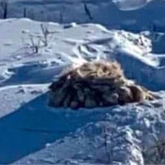 Rescuers Save Dog Buried in Ice After Winter Storm